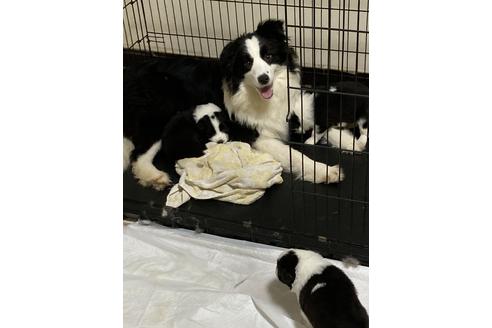 販売中のボーダーコリーの親犬