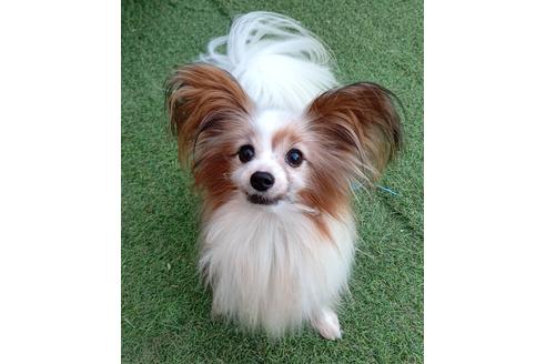 販売中のパピヨンの親犬
