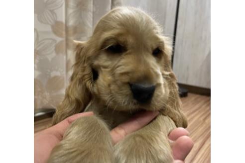 東京都のイングリッシュコッカースパニエル 男の子 21 01 03生まれ ゴールデン 子犬id ブリーダーナビ 東京都のイングリッシュコッカースパニエル 男の子 21 01 03生まれ ゴールデン 子犬id ブリーダーナビ