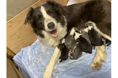 販売中のボーダーコリーの親犬