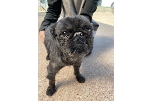 販売中のベルジアングリフォンの親犬