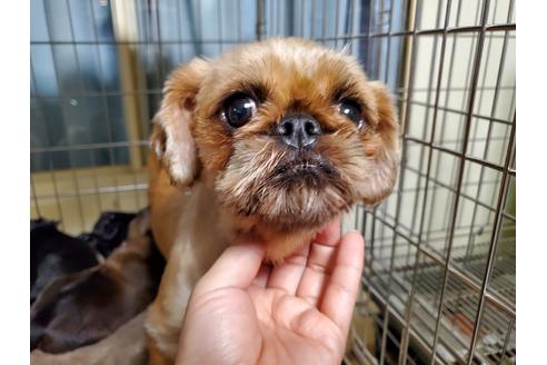 販売中のブリュッセルグリフォンの親犬