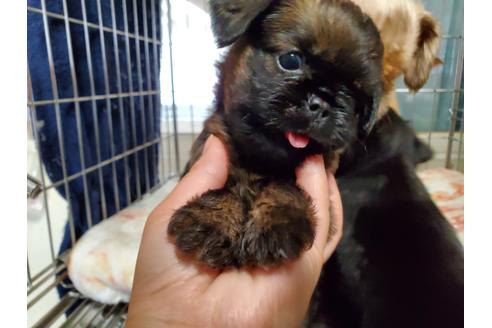 愛知県のブリュッセルグリフォン 女の子 21 02 14生まれ 3月28日まで見学可能 子犬id ブリーダーナビ 愛知県のブリュッセルグリフォン 女の子 21 02 14生まれ 3月28日まで見学可能 子犬id ブリーダーナビ