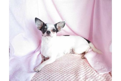 販売中のチワワ(スムースコート)の親犬