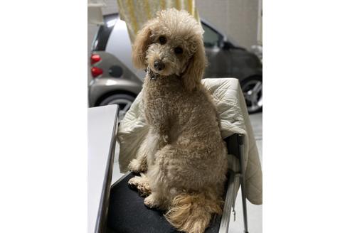 販売中のゴールデンドゥードル:ゴールデンレトリーバー×プードルの親犬