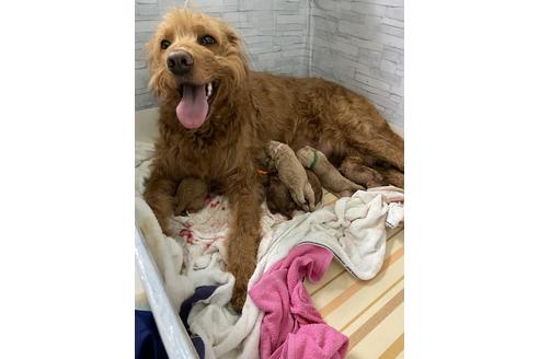 販売中のゴールデンドゥードル:ゴールデンレトリーバー×プードルの親犬