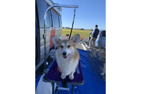 販売中のウェルシュコーギーペンブロークの親犬