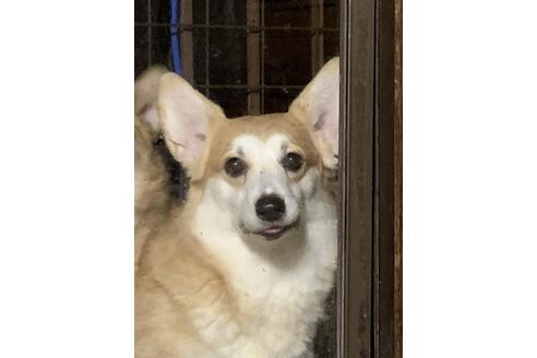 販売中のウェルシュコーギーペンブロークの親犬