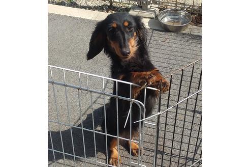 販売中のミニチュアダックスフンド(ロングヘアード)の親犬