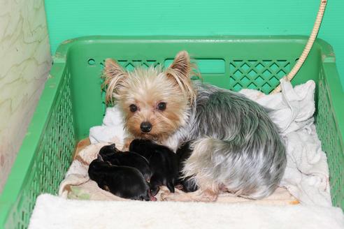 販売中のヨークシャーテリアの親犬