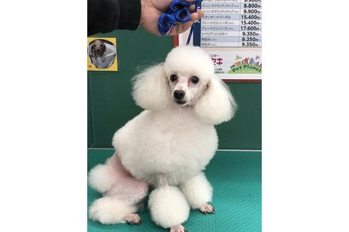 販売中のタイニープードルの親犬