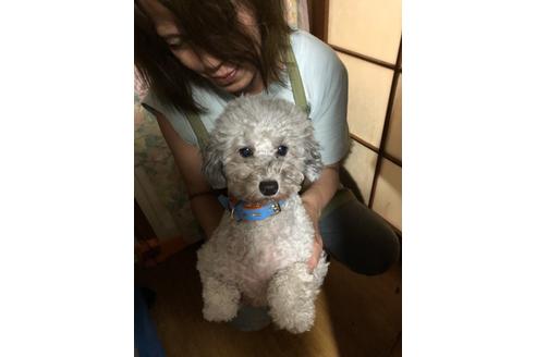 販売中のタイニープードルの親犬