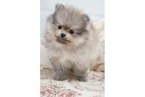 愛知県のティーカッププードル 男の子 21 02 25生まれ 両親共pra Dm Vwd1すべてクリア 子犬id ブリーダーナビ 愛知県のティーカッププードル 男の子 21 02 25生まれ 両親共pra Dm Vwd1すべてクリア 子犬id ブリーダーナビ