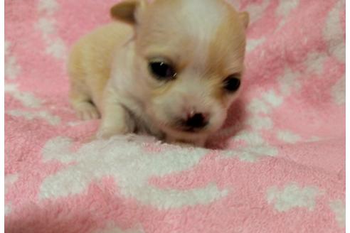 福岡県でチワワの子犬を探す ブリーダーナビ