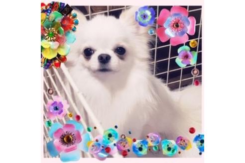 販売中のチワワ(ロングコート)の親犬