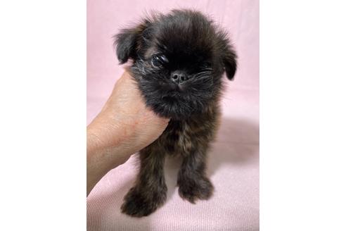 東京都のブリュッセルグリフォン 男の子 21 01 28生まれ 希少犬種のイケメン君 子犬id ブリーダーナビ 東京都のブリュッセルグリフォン 男の子 21 01 28生まれ 希少犬種のイケメン君 子犬id ブリーダーナビ