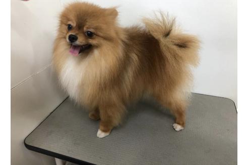 販売中のポメラニアンの親犬