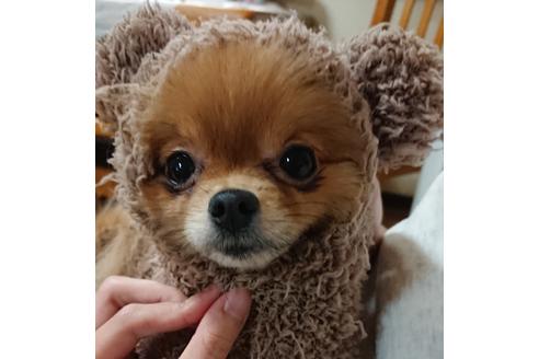 販売中のポメラニアンの親犬