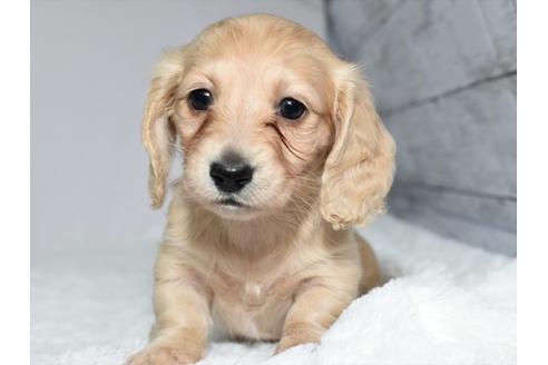 犬舎 読み方 犬舎 読み方