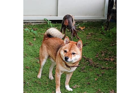 販売中の豆柴の親犬