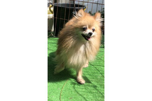 販売中のポメラニアンの親犬