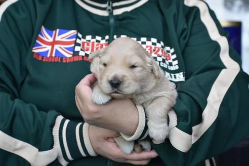 ゴールデンレトリーバーの子犬を探す ブリーダーナビ ゴールデンレトリーバーの子犬を探す ブリーダーナビ
