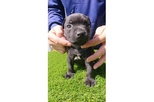 三重県のスタッフォードシャーブルテリア 男の子 21 02 14生まれ 4兄弟で生まれてきました 子犬id ブリーダーナビ 三重県のスタッフォードシャーブルテリア 男の子 21 02 14生まれ 4兄弟で生まれてきました 子犬id ブリーダーナビ