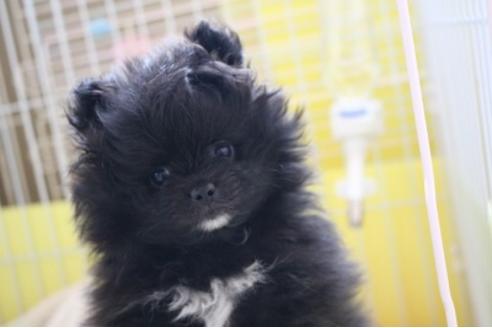 静岡県でポメラニアンの子犬を探す ブリーダーナビ 静岡県でポメラニアンの子犬を探す ブリーダーナビ