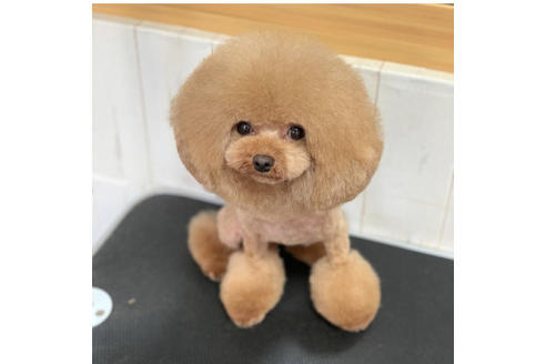 販売中のタイニープードルの親犬
