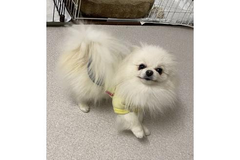 販売中のポメラニアンの親犬