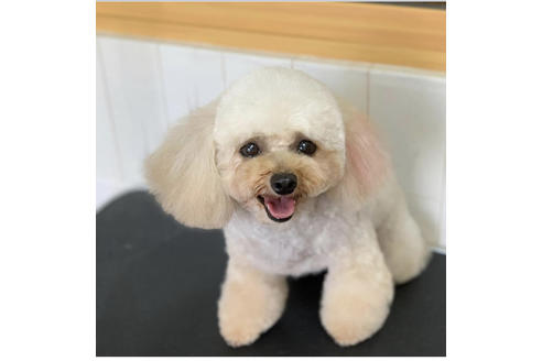 販売中のタイニープードルの親犬