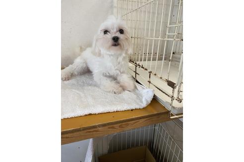 販売中のミックス犬の親犬