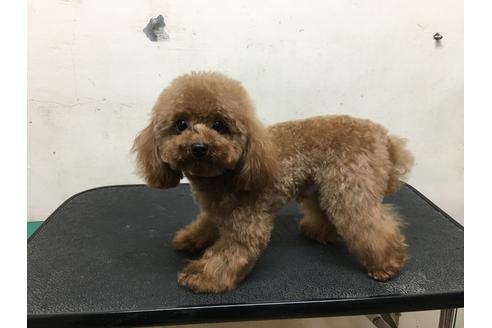 販売中のミックス犬の親犬