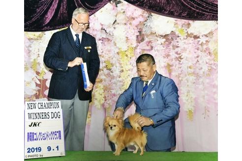 販売中のチワワ(ロングコート)の親犬