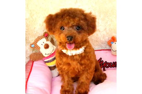 販売中のトイプードルの親犬
