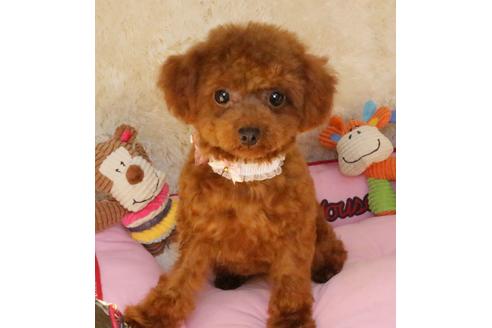 販売中のトイプードルの親犬