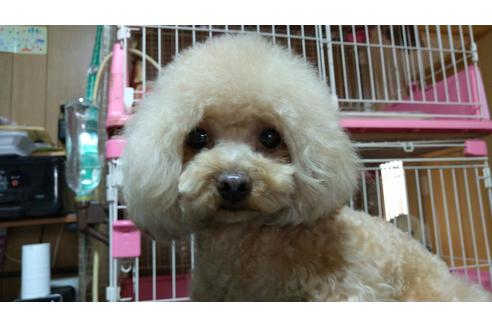 販売中のティーカッププードルの親犬