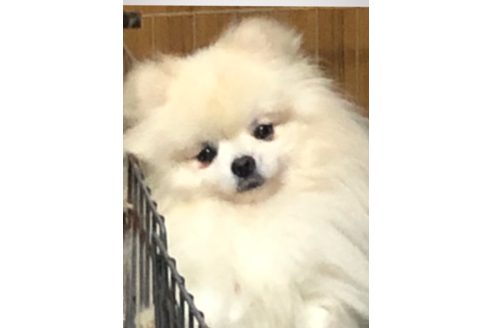 販売中のポメラニアンの親犬