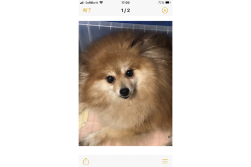 販売中のポメラニアンの親犬