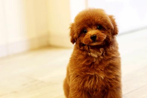 佐賀県でトイプードルの子犬を探す ブリーダーナビ 佐賀県でトイプードルの子犬を探す ブリーダーナビ