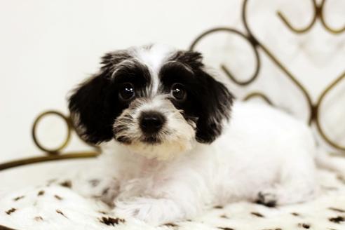 カニンヘンダックスフンドでパイボールドの子犬を探す ブリーダーナビ カニンヘンダックスフンドでパイボールドの子犬を探す ブリーダーナビ