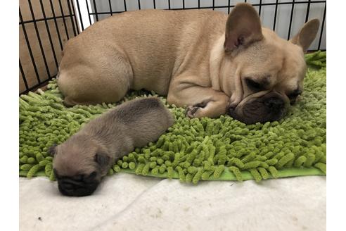 販売中のフレンチブルドッグの親犬