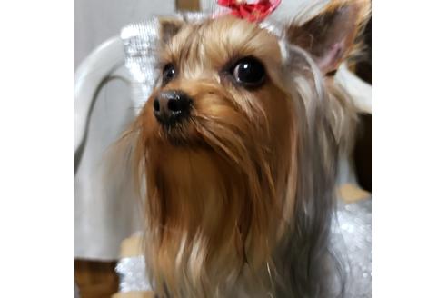 ヨークシャーテリアの子犬を探す ブリーダーナビ ヨークシャーテリアの子犬を探す ブリーダーナビ