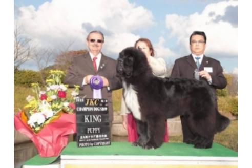 販売中のニューファンドランドの親犬