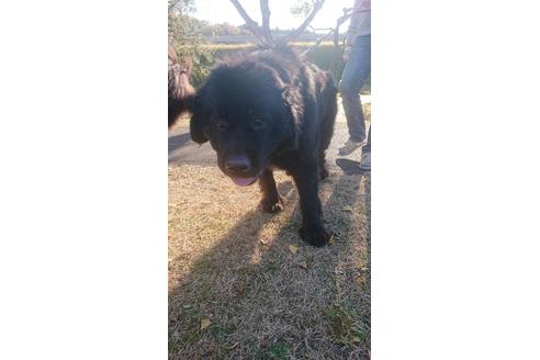 販売中のニューファンドランドの親犬