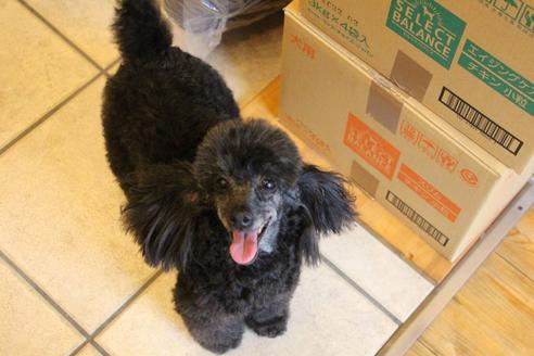 販売中のトイプードルの親犬