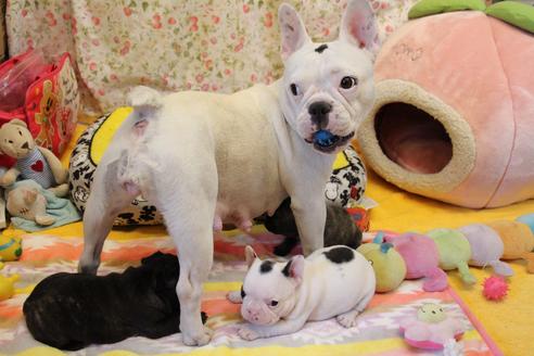 販売中のフレンチブルドッグの親犬
