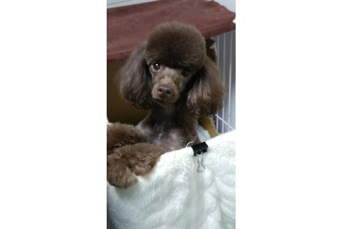 販売中のティーカッププードルの親犬