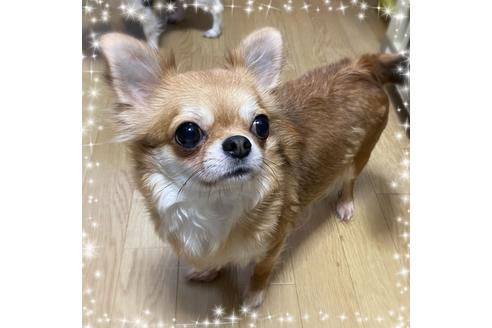 販売中のチワワ(ロングコート)の親犬