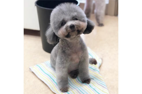 販売中のティーカッププードルの親犬